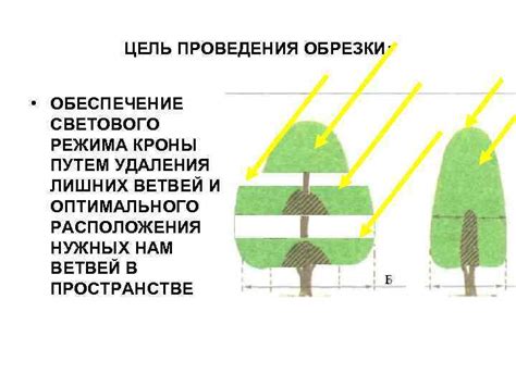 Создание оптимального светового режима: важные аспекты