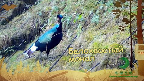 Таинственный мир речного ворона