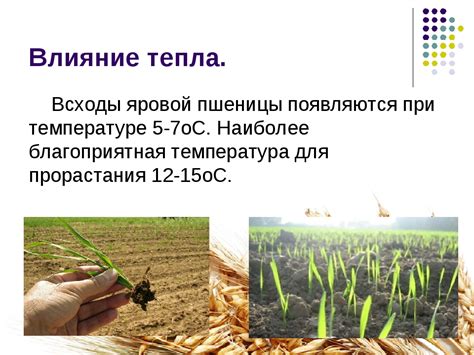 Требования к почве и грунту