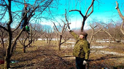 Удаление сучков и отростков