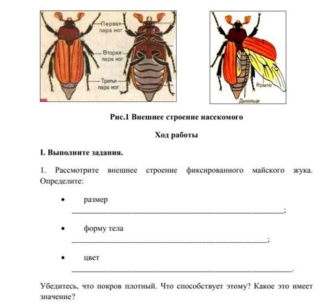 Установите размер и форму тела жука