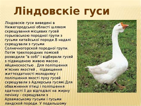 Характеристики полов гуся Линда