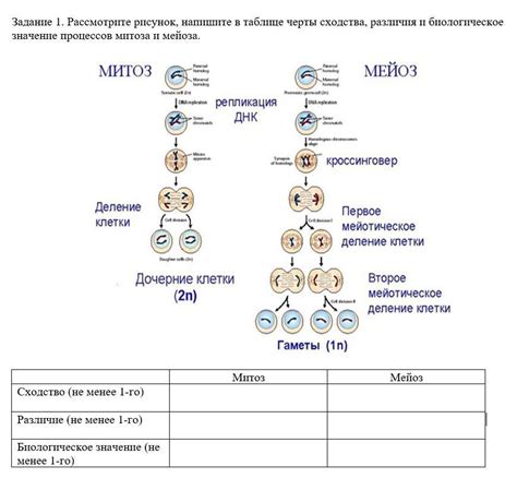 Шаги по нарисованию черты в таблице