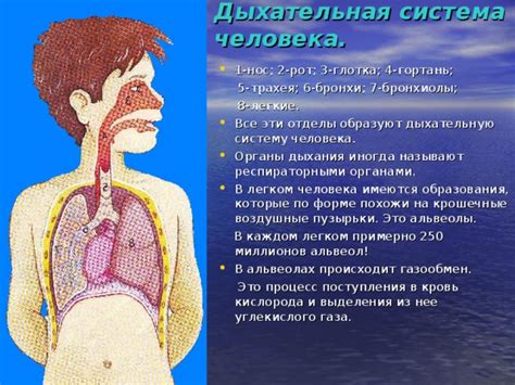 Эффект эпинефрина на дыхательную систему и бронхи